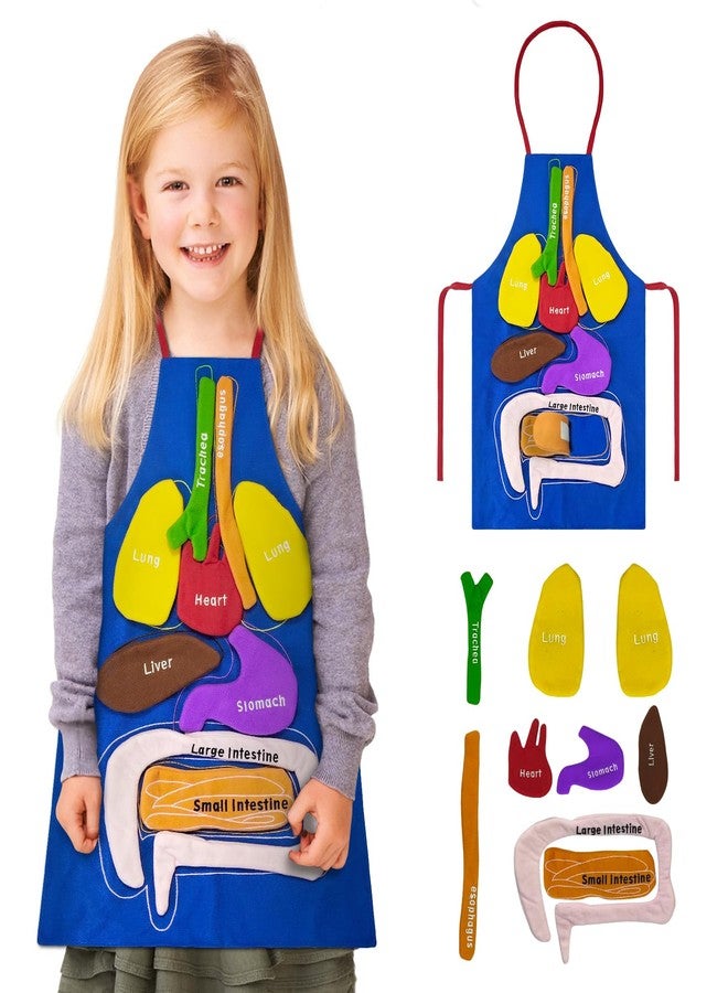 BOHEMIABY 3D Organs Apron, Anatomy for Kids Apron Body Parts Organs Educational Toys, Soft Disassembled Internal Organs Plush Model for Home Preschool Teaching Aid Boy Gir - Image 1